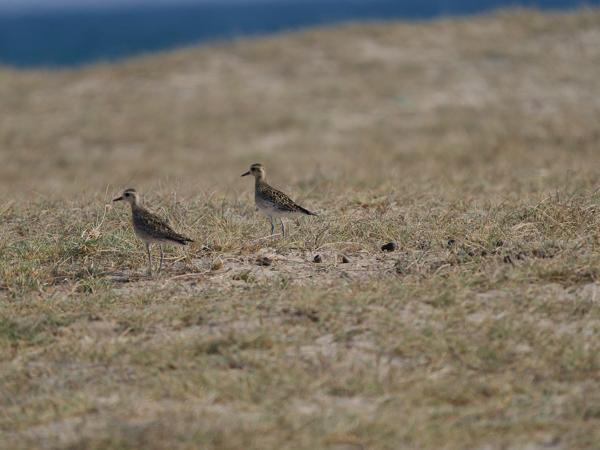 Pacific golden plover (Pluvialis fulva)